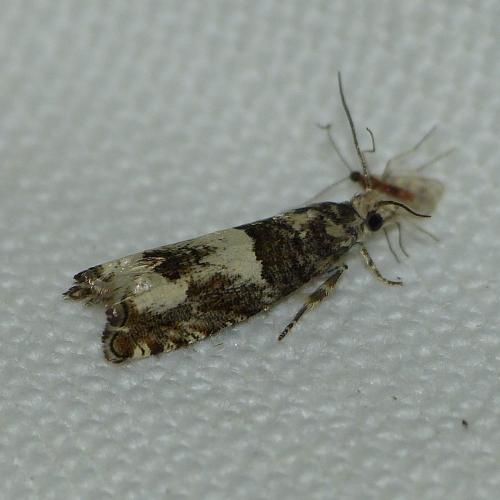 Epinotia demarniana
